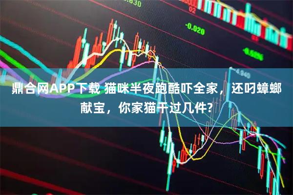 鼎合网APP下载 猫咪半夜跑酷吓全家，还叼蟑螂献宝，你家猫干过几件?