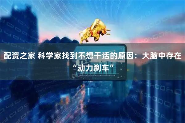 配资之家 科学家找到不想干活的原因：大脑中存在“动力刹车”